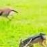 Jackals Hunt Down Sick Gazelle Shorts Gazelle