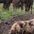Wildebeest Defend Calf From Wild Dog Pack Londolozi TV