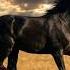 Born In Fire Buried In Gold Epic Orchestral Suite 1 Hour Cinematic OST