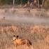 Wild Dogs Attacking The Wildebeest Group Video