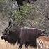 A Rare Baboon And Impala Friendship