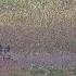 Wild Dogs Stalking Wildebeest