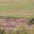 Buffalo Mother Watches As Lioness Takes Her Calf
