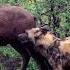 Wild Dogs Killing Wildebeest Latest Wildlife Sightings
