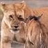 Lions Hunt A Wildebeest Calf In The Serengeti