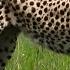 Cheetah With Newborn Gazelle Maasai Mara Safari Zebra Plains