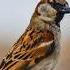 2023 Sparrow And 5000bce Sparrow Animals Sparrow Shortvideo