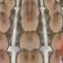 Creme Egg Mouse Trap Commercial In G Major 4 Confusion