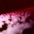 Del Rio Orion AMBIENT SPACE MUSIC