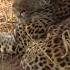 Leopard And Baboons At Kruger National Park GESS Opwall 2019 South Africa Expedition