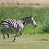 Cheetah Hunting Baby Wildebeest