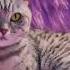 CZ Whiskas Global 2022 Nova FindPurr Gravy 15s