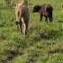 Lion Pride Attacking The Calf Stealing From Mother Buffalo Trying Save And Protect Her Baby Video