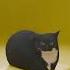 Maxwell The Cat 3danimation Blender Physics Blender3d 3d Simulation Hair Cat Cats