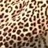 Hero Monkey Save Baby Gazelle From Cheetah Hunt Baboons Vs Leopard Aniamals Save Another Animals