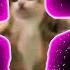 Happy Happy Happy Cat Sound Variations In 30 Seconds