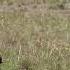 A Dramatic Hunt Warthog Family Vs A Pair Of Jackals