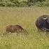 Hyenas Attack A Calf Buffalo Crying Separate From Mother Suddenly Mother Trying Save Her Calf Video