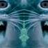 Singing Cats Numa Cat In G Major CoNfUsIoN