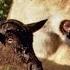 Baby Wildebeest Treats Lioness Like Mom