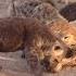 Hyena Babies Eating A Buffalo Bone