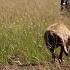 Lions Find A Hyena Taking Out A Buffalo Calf