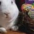 Cadbury Bunny Commercial