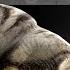 Project Altered Beast PS2 Transformation Cut Scene Weretiger TF 3