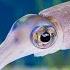 2 Hours Of Squid To Relax Study Work To Lofi Hip Hop Monterey Bay Aquarium Krill Waves Radio