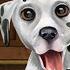 My Dalmatian The Cute Puppy Dog Fun Animal Pet Care Best App For Kids