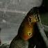 Star Wars Battlefront 2 Boba Fett 86 Killstreak Gameplay Kashyyyk