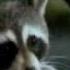 FURRY VENGEANCE