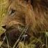 Male Lion Hunting New Born Calf Buffalo Video