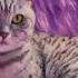 CZ Whiskas Global 2022 Nova FindPurr Gravy 20s