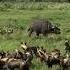 Baby Buffalo And Wild Dogs