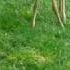 Baby Deer Bleating