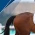 Para Equestrian Highlights Paris 2024 Paralympic Games