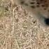 Never Give Up Without A Fight Baby Gazelle Fight Cheetah For Life