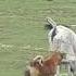 Street Dog Kill Cow Calf And Mother Cow Try To Save Her Caught In The Act Singrauli Wildlife
