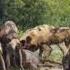 African Wild Dog Kill Wildebeest Calf Singita Sabi Sands GRAPHIC CONTENT