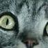 Whiskas на разных языках