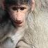 Baboon Babies Kruger National Park S Cutest Creatures
