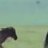 Lucky Baby New Born Wilderbeast Escape From Hungry Hyena