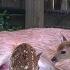 Whitetail Deer Triplet Baby Fawn Birth 4K