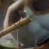 Kung Fu Panda 2008 Shifu Vs Furious Five Reversed