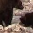 Grizzly Bear And Cubs Eating Elk Carcass