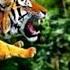 Brave Boy Fights Tiger With Axe Realistic Tiger Attack Survival