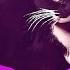15 Maxwell The Cat Sound Variations In 60 Seconds