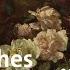 Die Schönheit Des Verwelkens Rosenstillleben Kunst Krempel