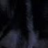 Alien Dog In The Thing 1982